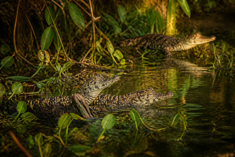 À Bueng Boraphet, de jeunes crocodiles siamois offrent une rare image de reproduction dans la nature